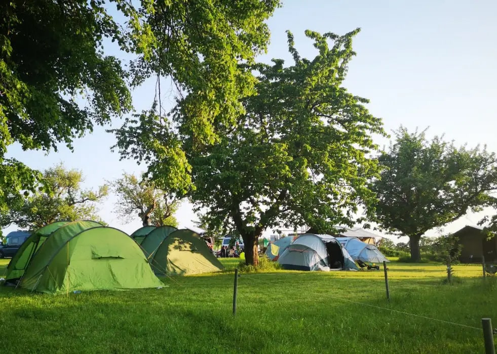 Mehrere Zelte auf einer Wiese unter Laubbäumen auf dem Campingplatz MiO in Ottendorf bei Chemnitz. Im Hintergrund weitere Zelte und Fahrzeuge.