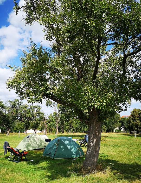 Zwei grüne Zelte auf einer Wiese unter einem großen Laubbaum auf dem Campingplatz MiO in Ottendorf bei Chemnitz. Daneben mehrere Campingstühle und Tische.