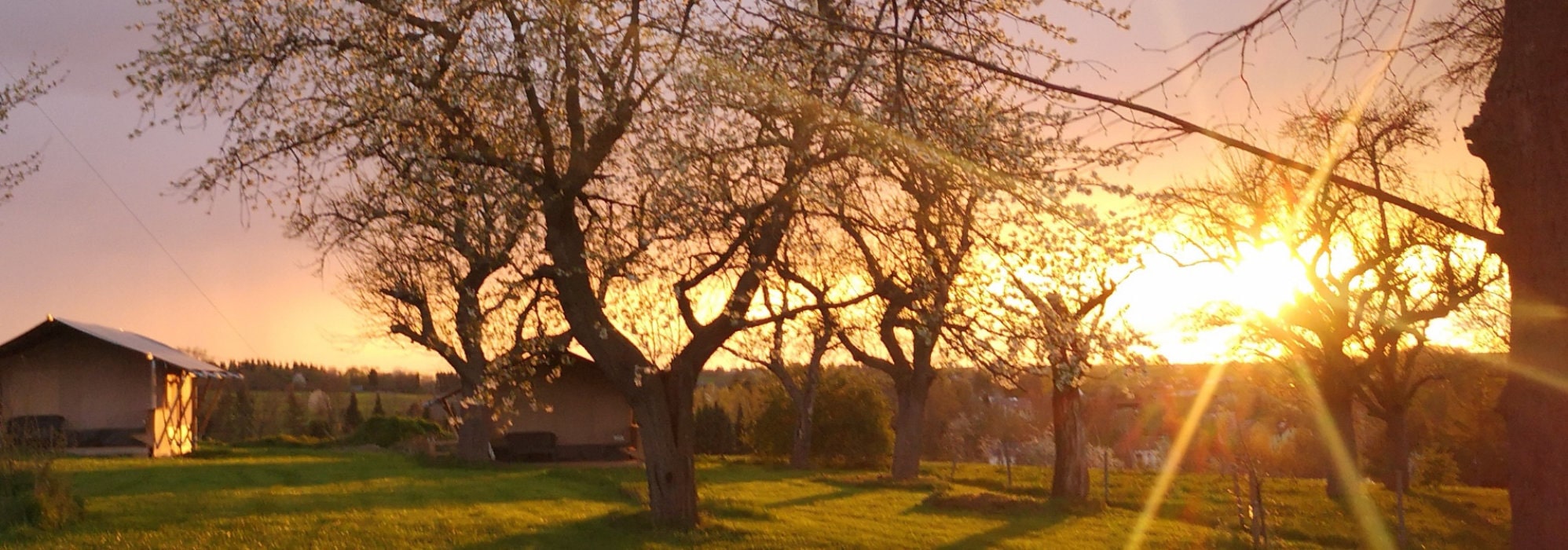 Blühende Obstbäume im Gegenlicht der untergehenden Sonne, mit Blick über eine ländliche Landschaft